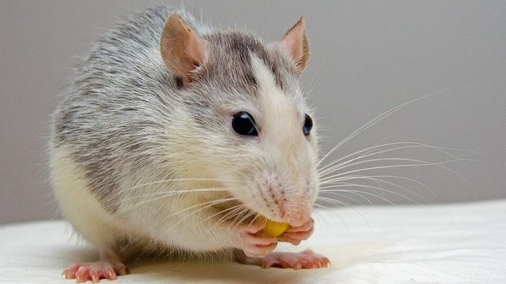Zoom : Le rat domestique