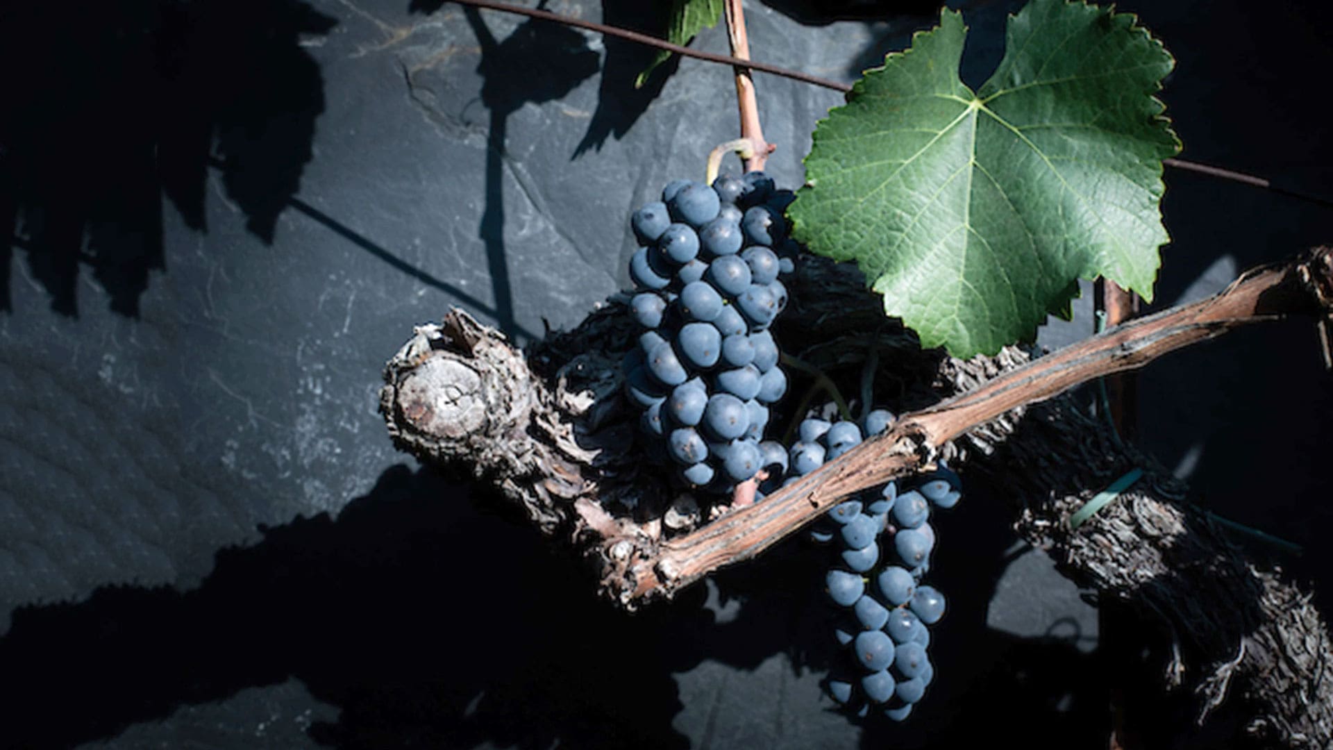 Grappe de raisin pinot noir sur un cep dans un vignoble