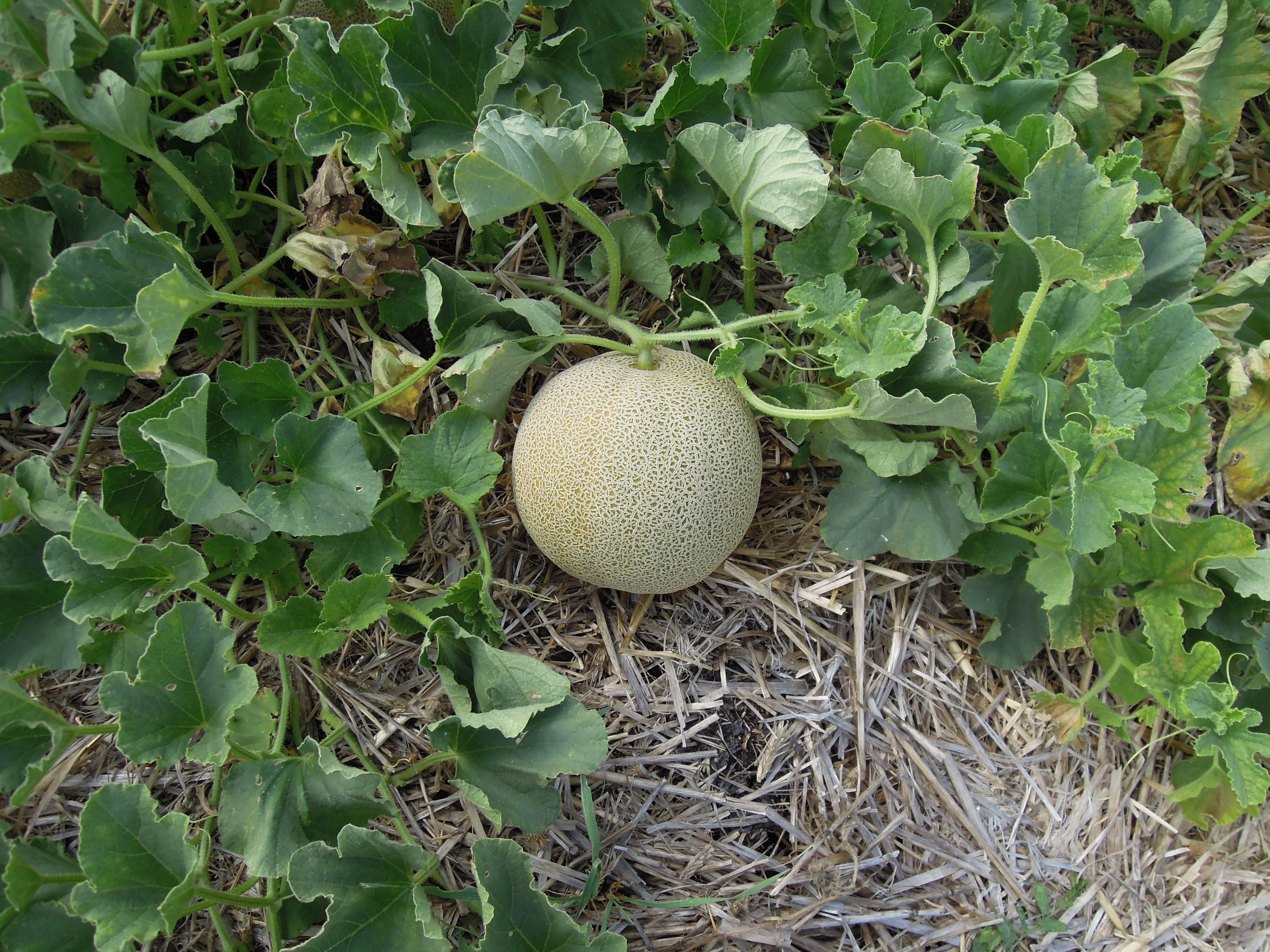 Melon charentais mûr entier et melon coupé sur une table